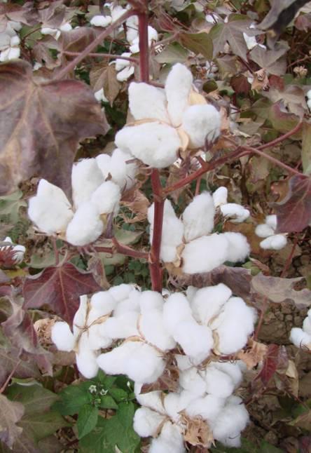 New early mature released cotton varieties in I.R.Iran